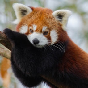 Dier_rode-panda